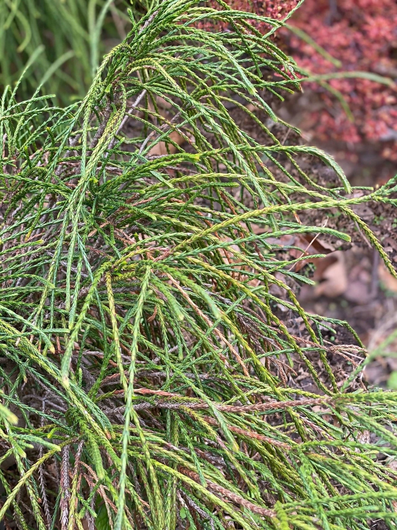 Thuja plicata 'Whipcord' - mapleridgenursery