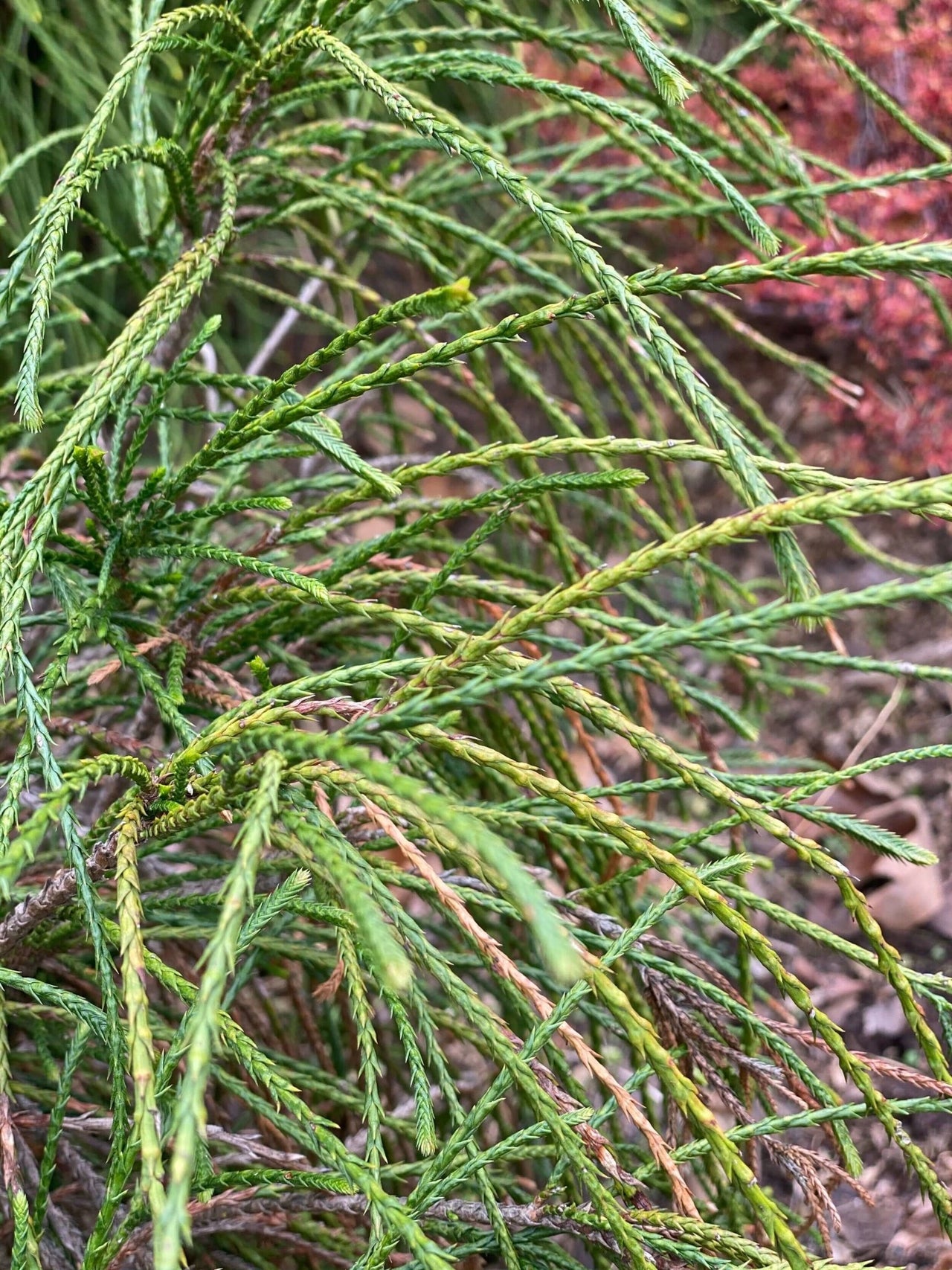 Thuja plicata 'Whipcord' - mapleridgenursery