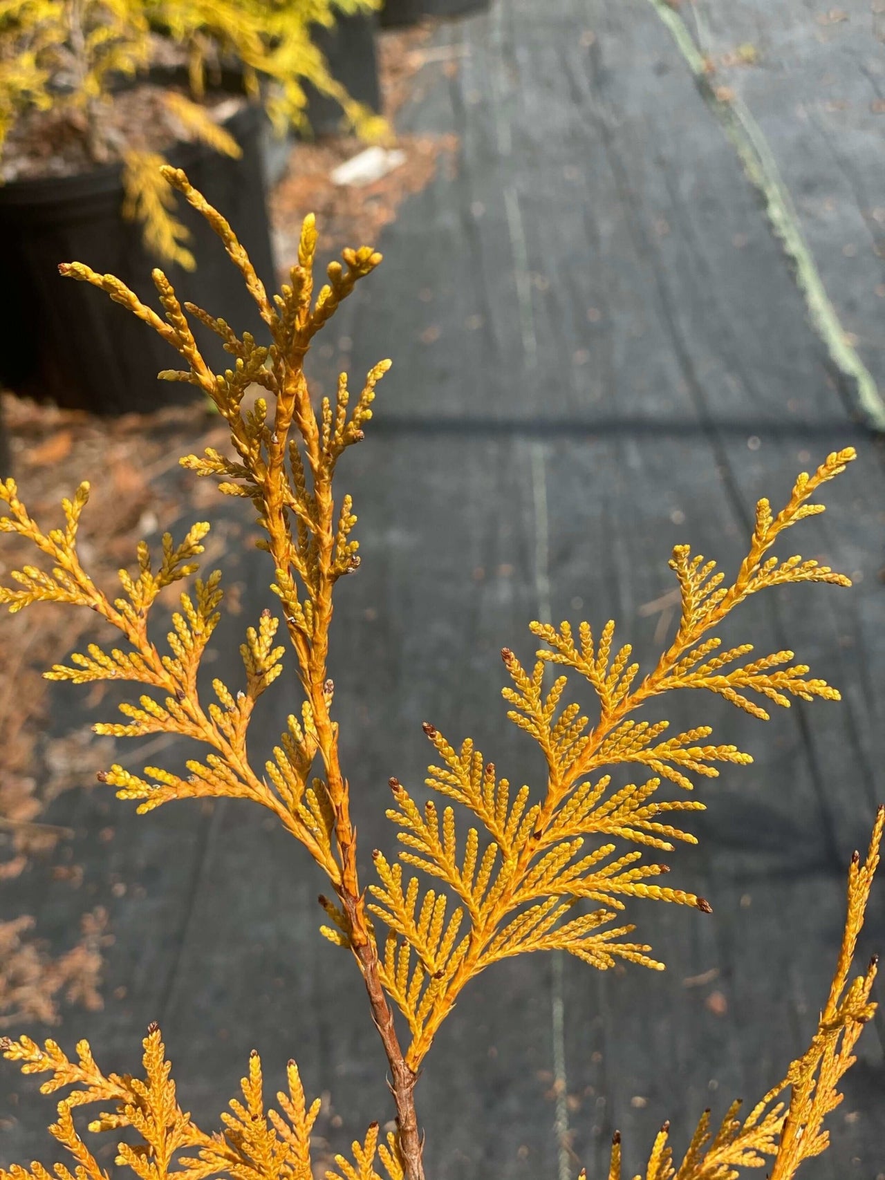 Thuja plicata 'Zebrina Xtra Gold' - mapleridgenursery