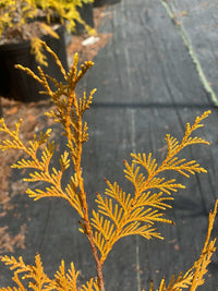 Thumbnail for Thuja plicata 'Zebrina Xtra Gold' - mapleridgenursery