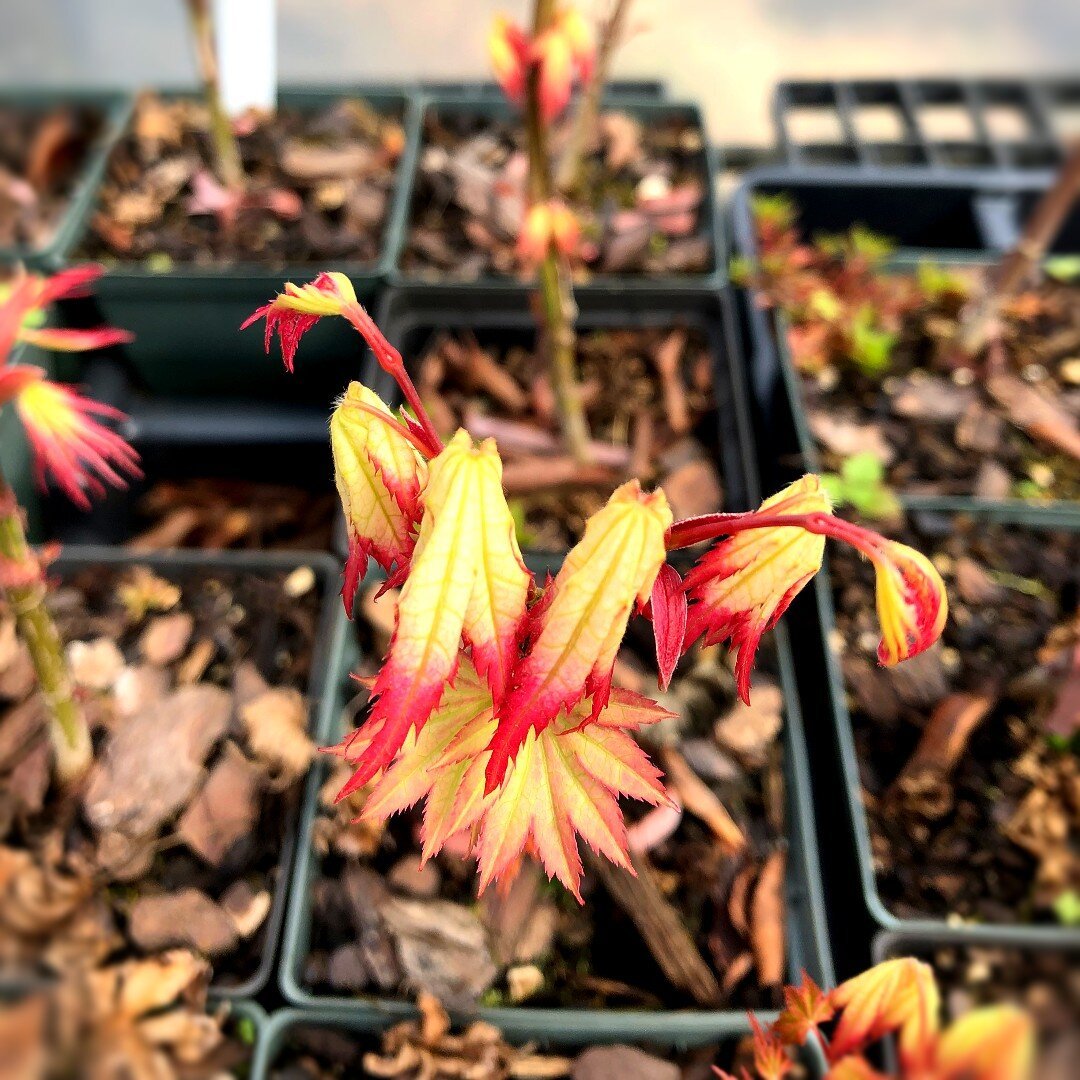 How to Graft a Japanese Maple Maple Ridge Nursery