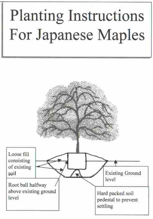 How to Properly Plant your Japanese Maple in 7 Easy Steps Maple Ridge