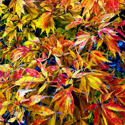 Calico Tree Mastering Fall Brilliance: A Guide to Japanese Maple Fall Foliage ...