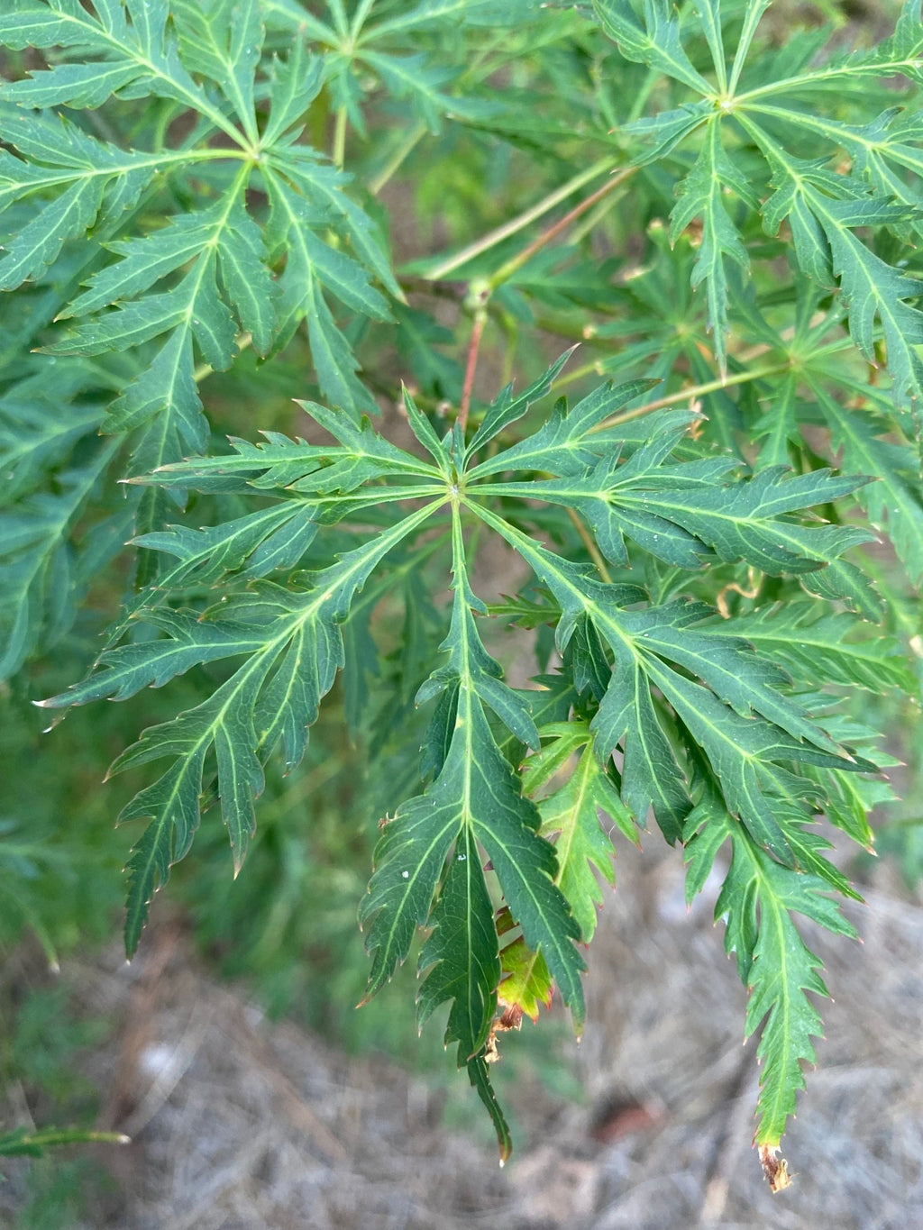 Summer Care Tips for Japanese Maples – Maple Ridge Nursery