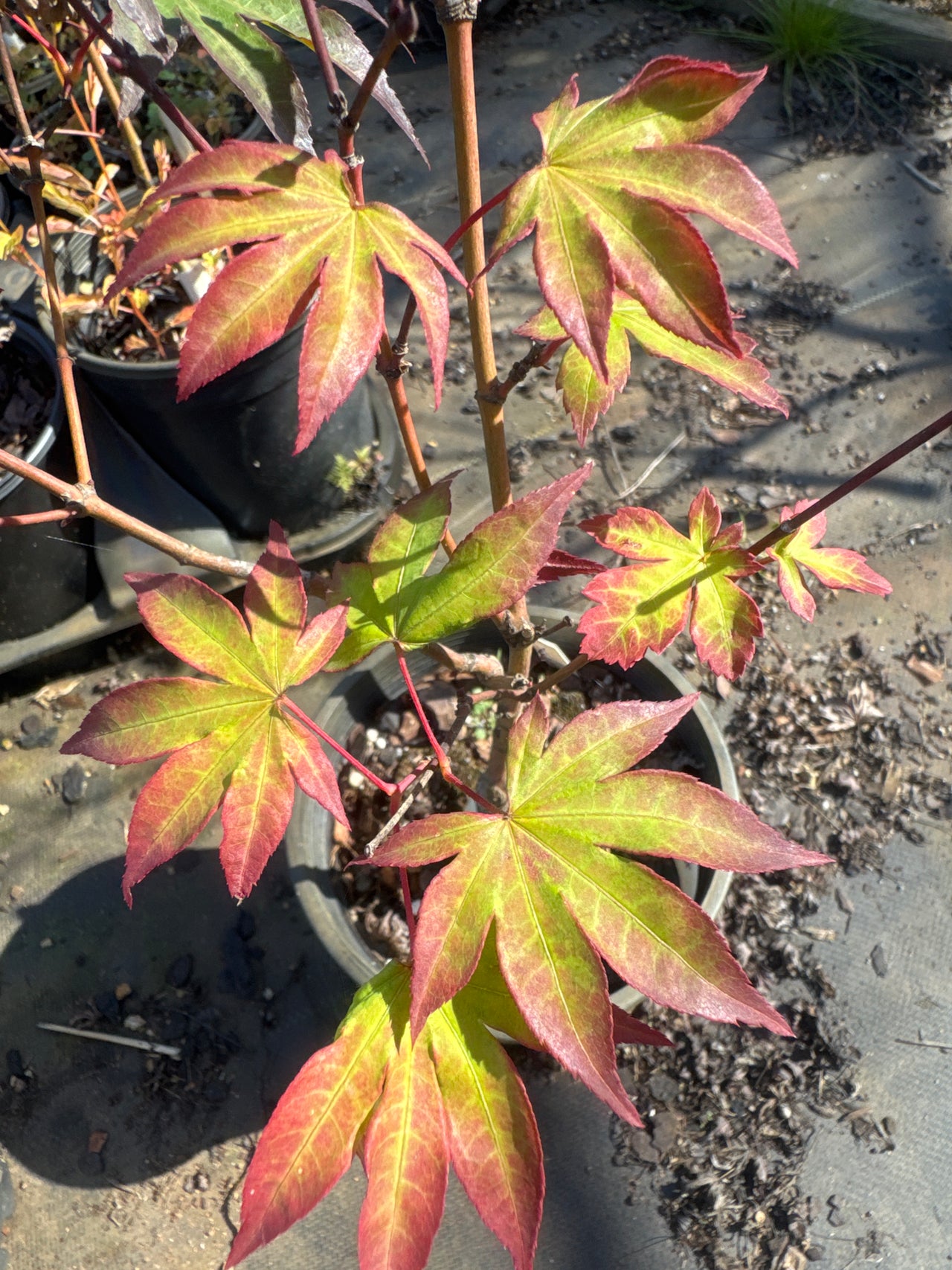 Acer palmatum 'Emerald Sunset' Red Finger Nails Japanese Maple