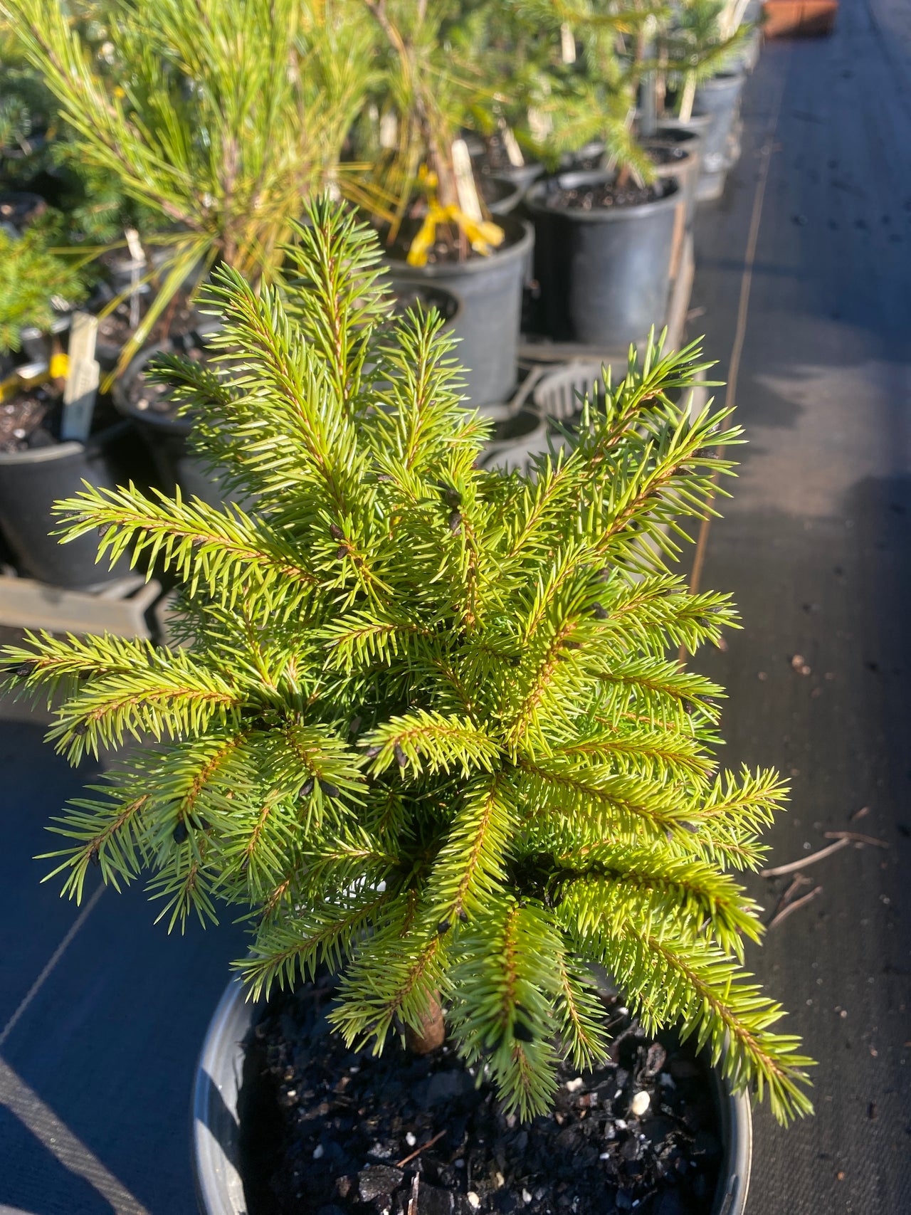 Picea abies 'Brabant'