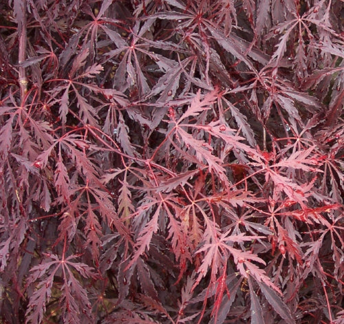 Mystery Red Japanese Maple