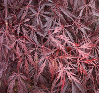 Thumbnail for Mystery Red Japanese Maple