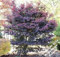 Thumbnail for Mystery Full Sun Japanese Maple