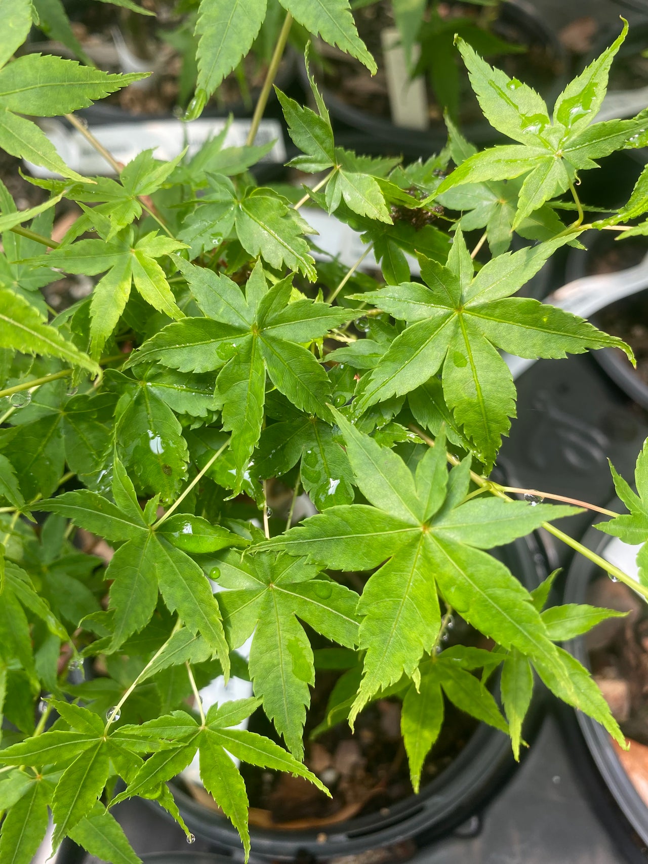 Acer palmatum 'Little Embers' Dwarf Japanese Maple