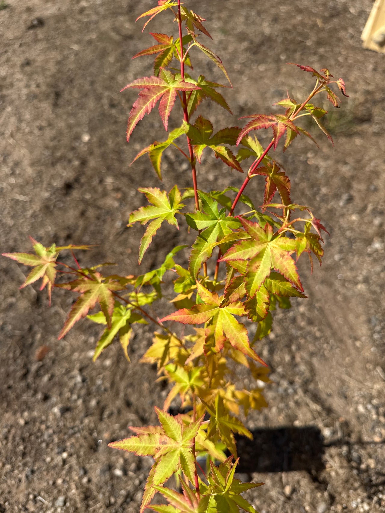 Acer palmatum 'Yellow Princess'