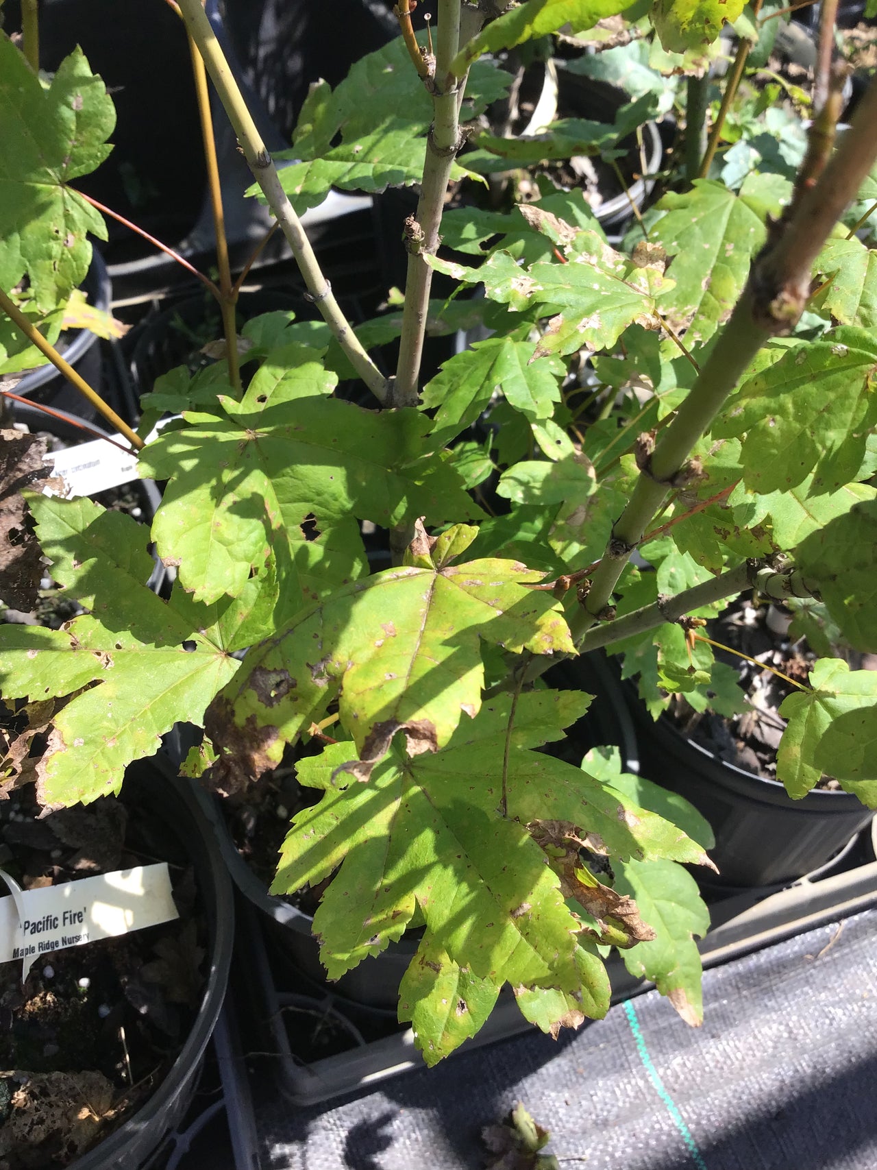 Acer circinatum 'Pacific Fire' Coral Bark Vine Maple