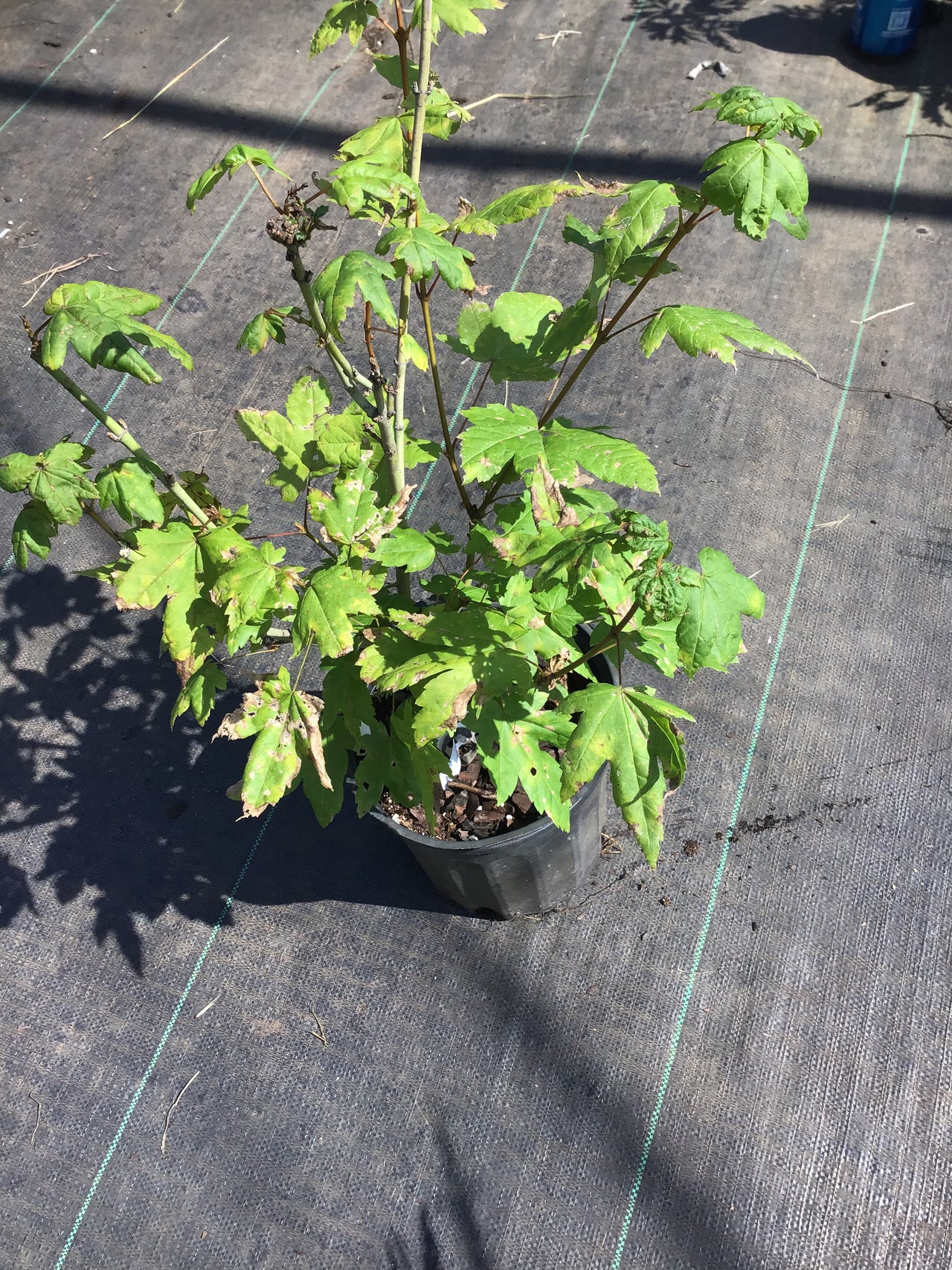 Acer circinatum 'Pacific Fire' Coral Bark Vine Maple