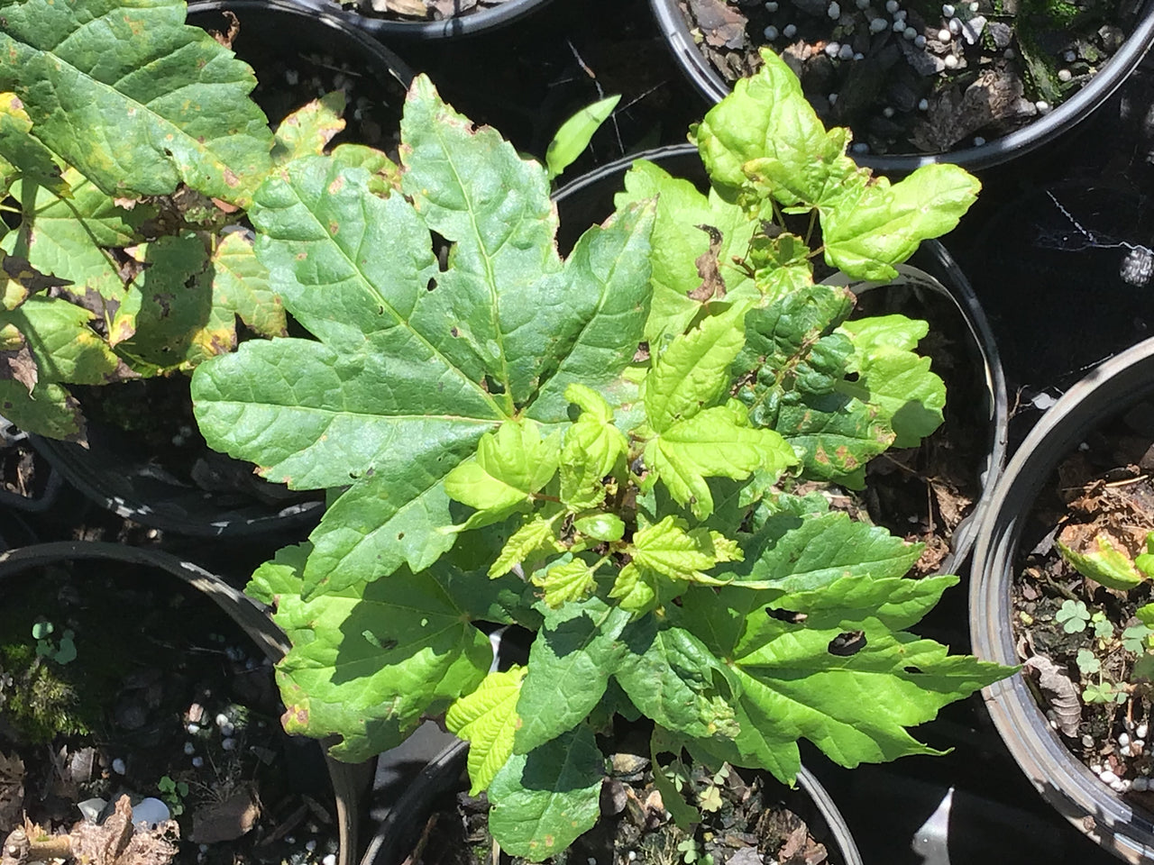 Acer circinatum 'Pacific Fire' Coral Bark Vine Maple