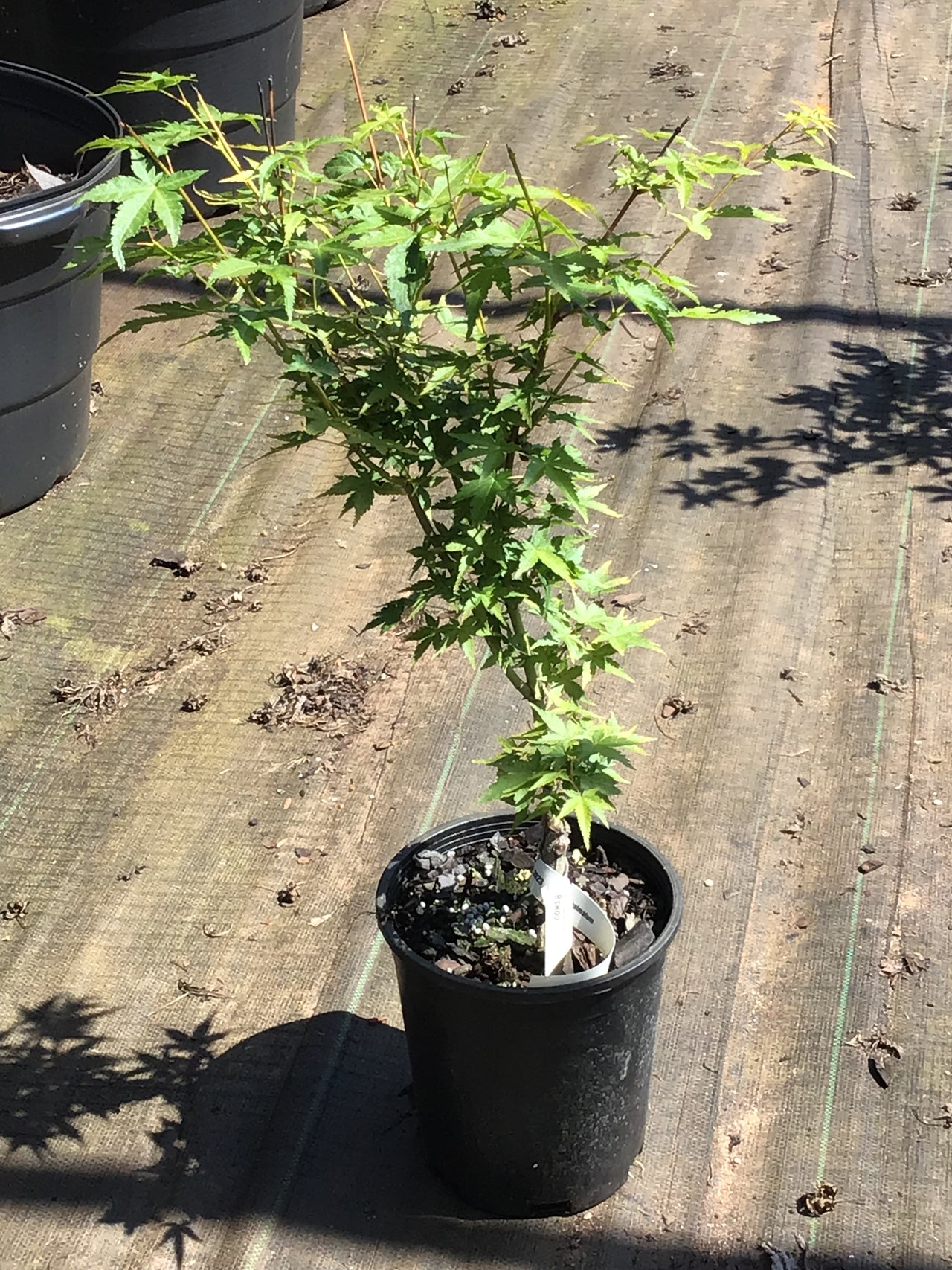 Acer palmatum 'Bi hou' Yellow Bark Japanese Maple