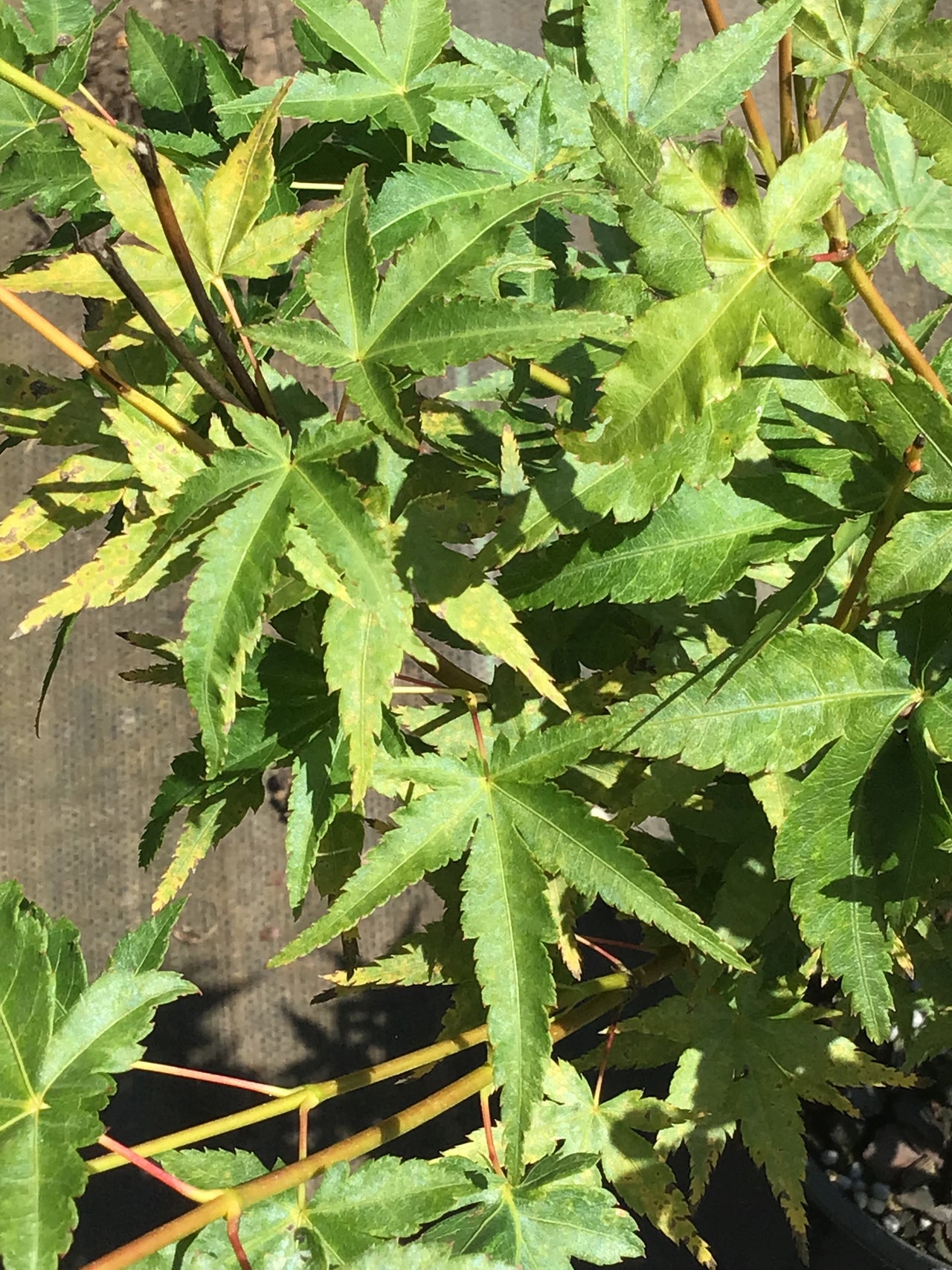 Acer palmatum 'Bi hou' Yellow Bark Japanese Maple