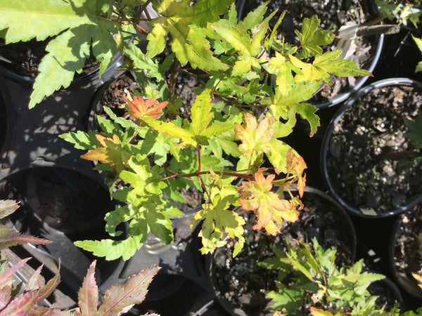 Acer palmatum 'Daidai haru' Yellow Japanese Maple – Maple Ridge