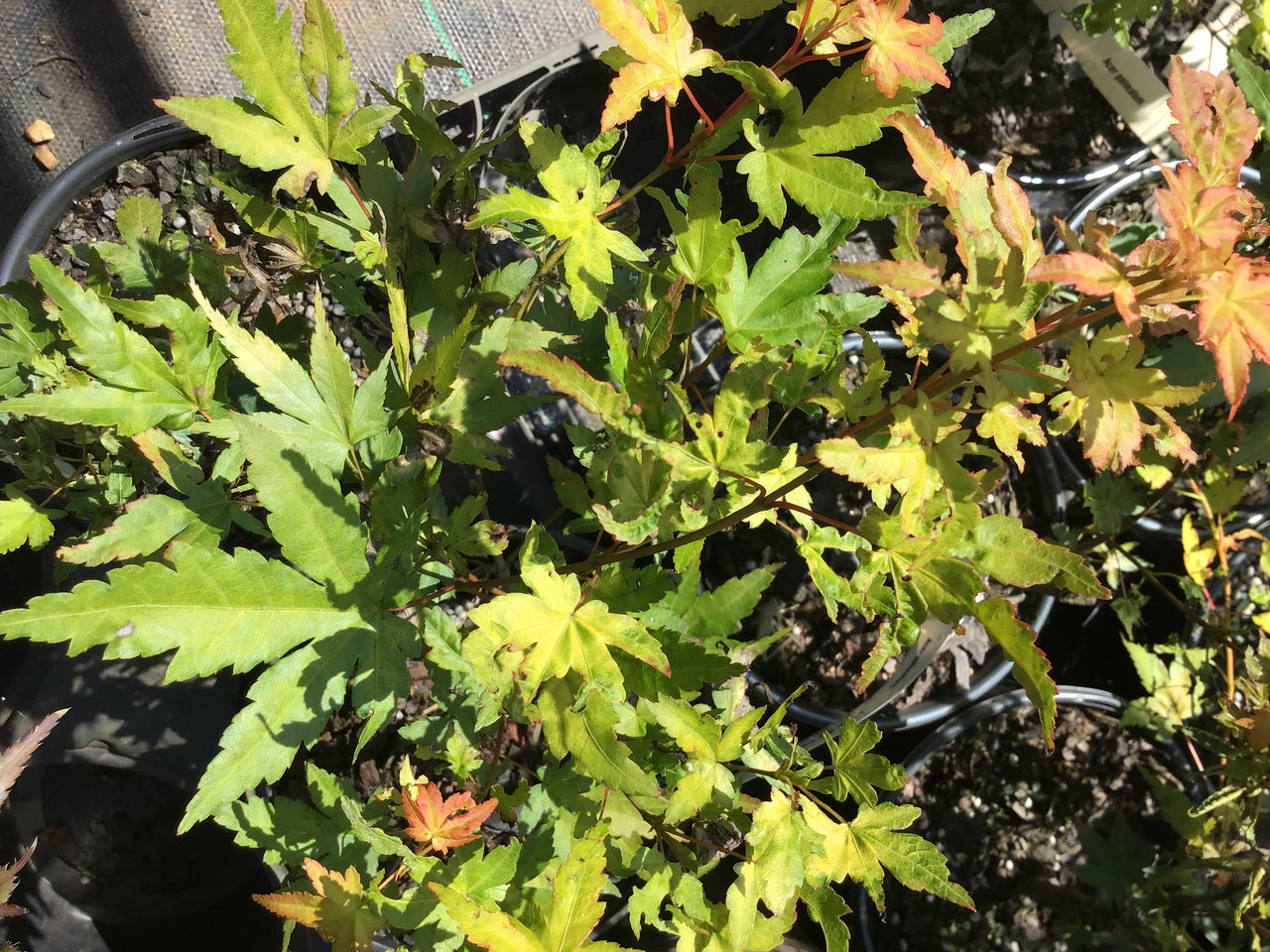 Acer palmatum 'Daidai haru' Yellow Japanese Maple