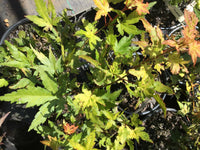 Thumbnail for Acer palmatum 'Daidai haru' Yellow Japanese Maple