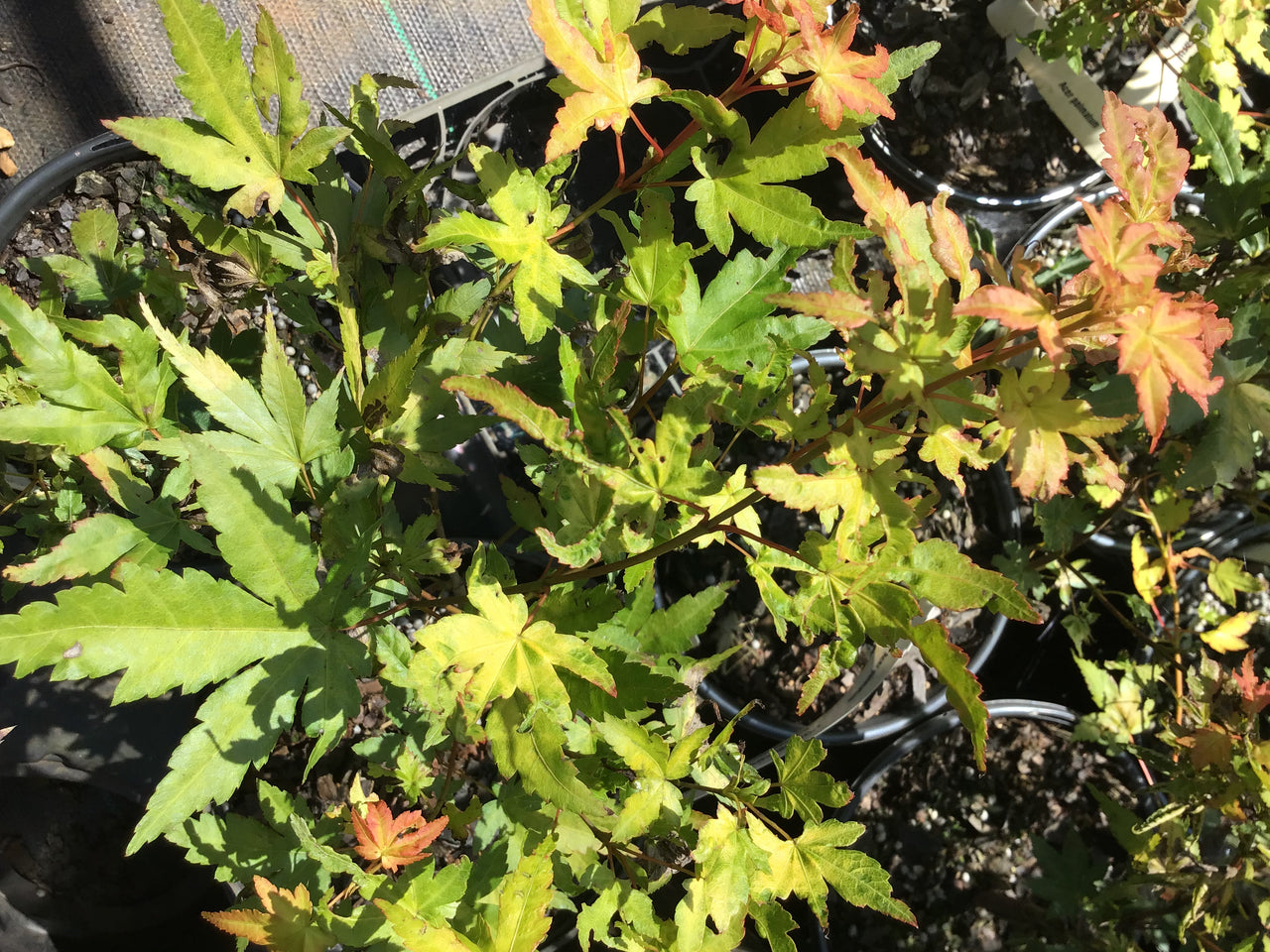 Acer palmatum 'Daidai haru' Yellow Japanese Maple