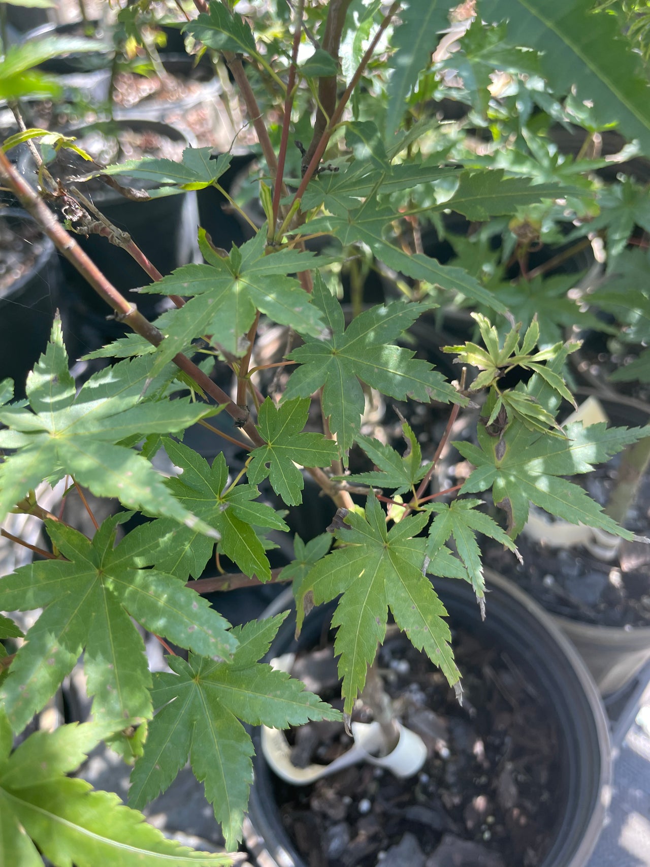 Acer palmatum 'Dr. Seuss' Variegated Japanese Maple