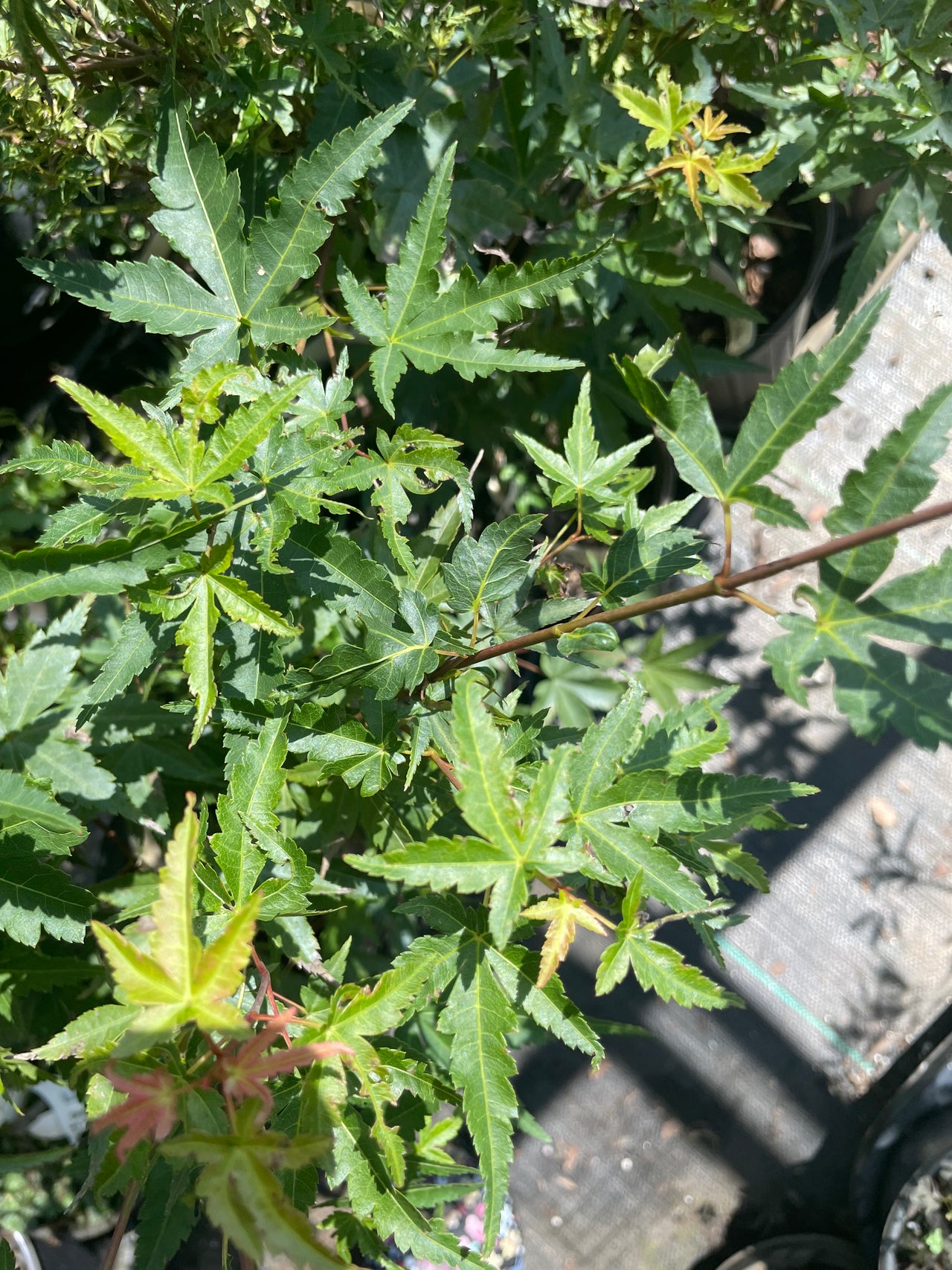 Acer palmatum 'Dr. Seuss' Variegated Japanese Maple