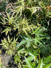 Thumbnail for Acer palmatum 'Dr. Seuss' Variegated Japanese Maple