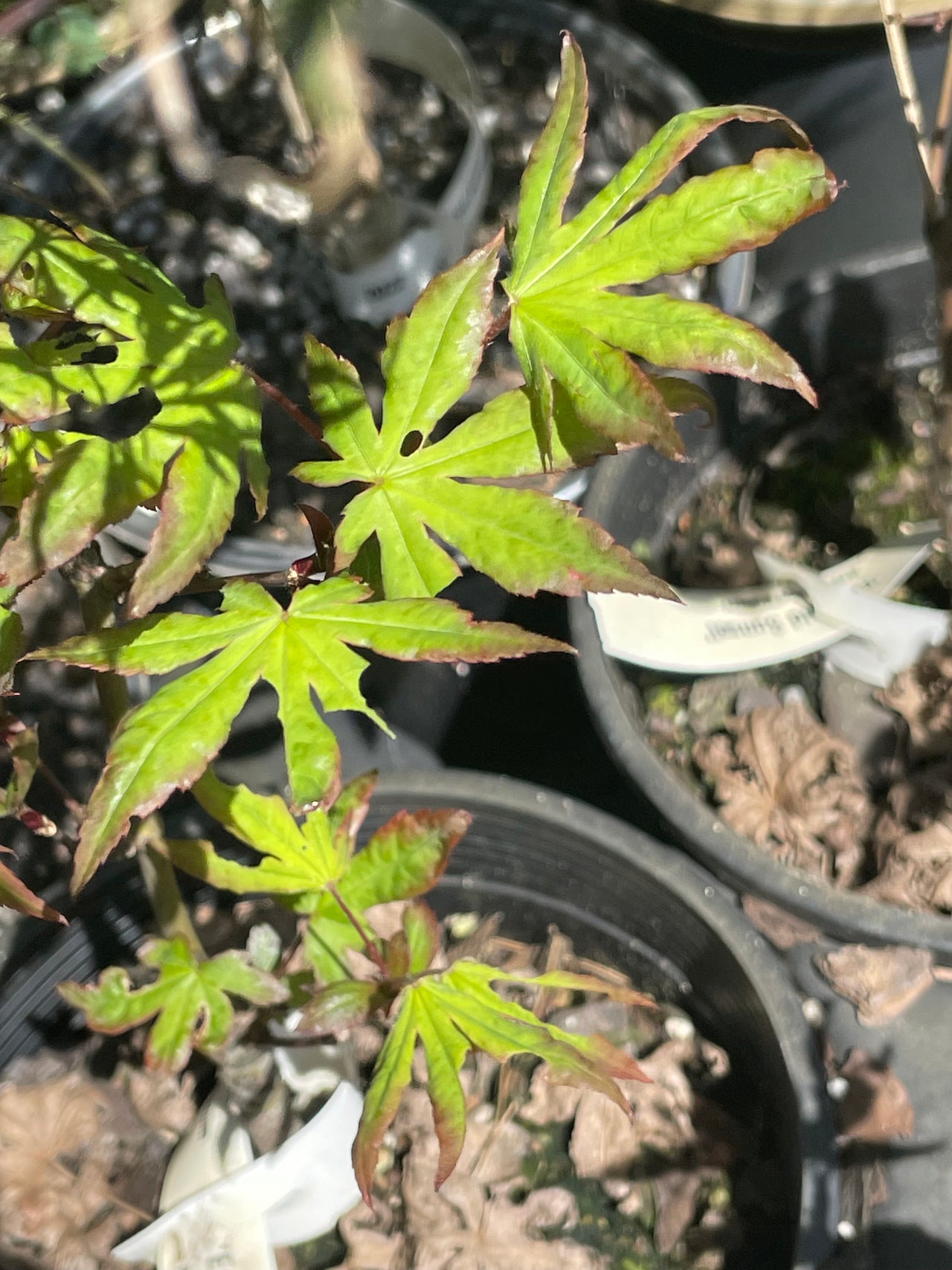 Acer palmatum 'Emerald Sunset' Red Finger Nails Japanese Maple