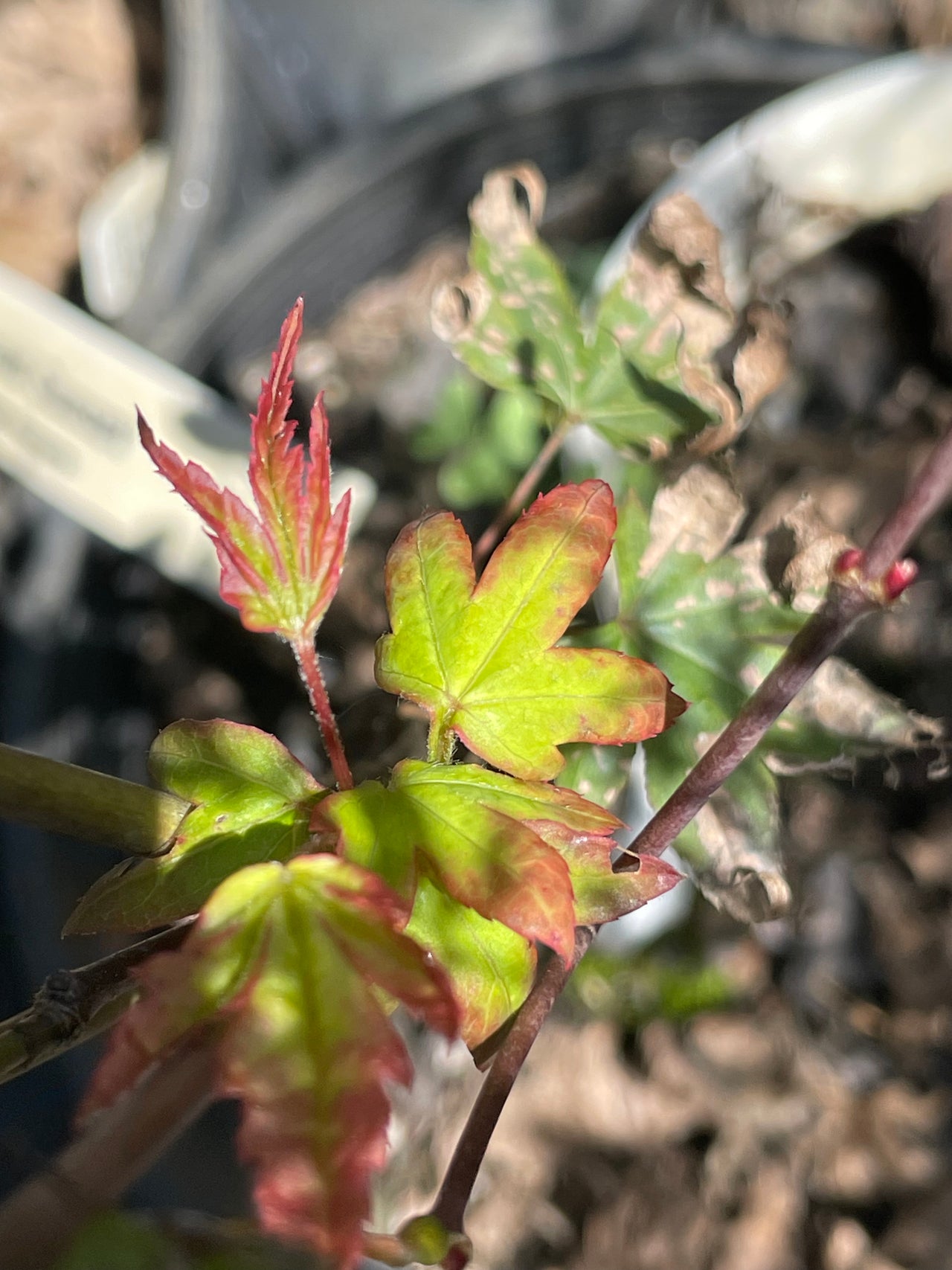 Acer palmatum 'Emerald Sunset' Red Finger Nails Japanese Maple