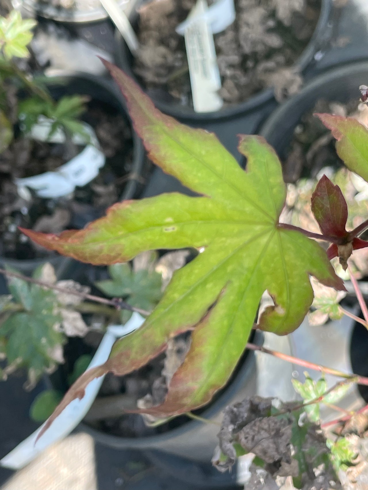 Acer palmatum 'Emerald Sunset' Red Finger Nails Japanese Maple