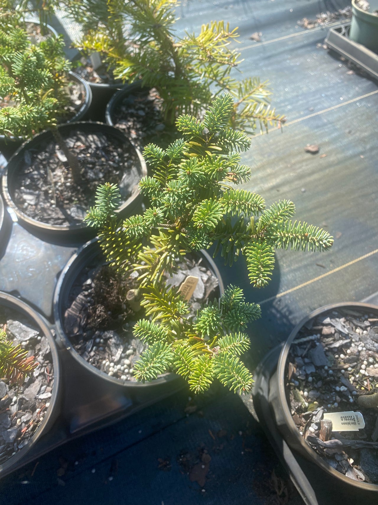 Abies balsamea 'Piccolo' Dwarf Balsam Fir