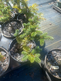 Thumbnail for Abies balsamea 'Piccolo' Dwarf Balsam Fir