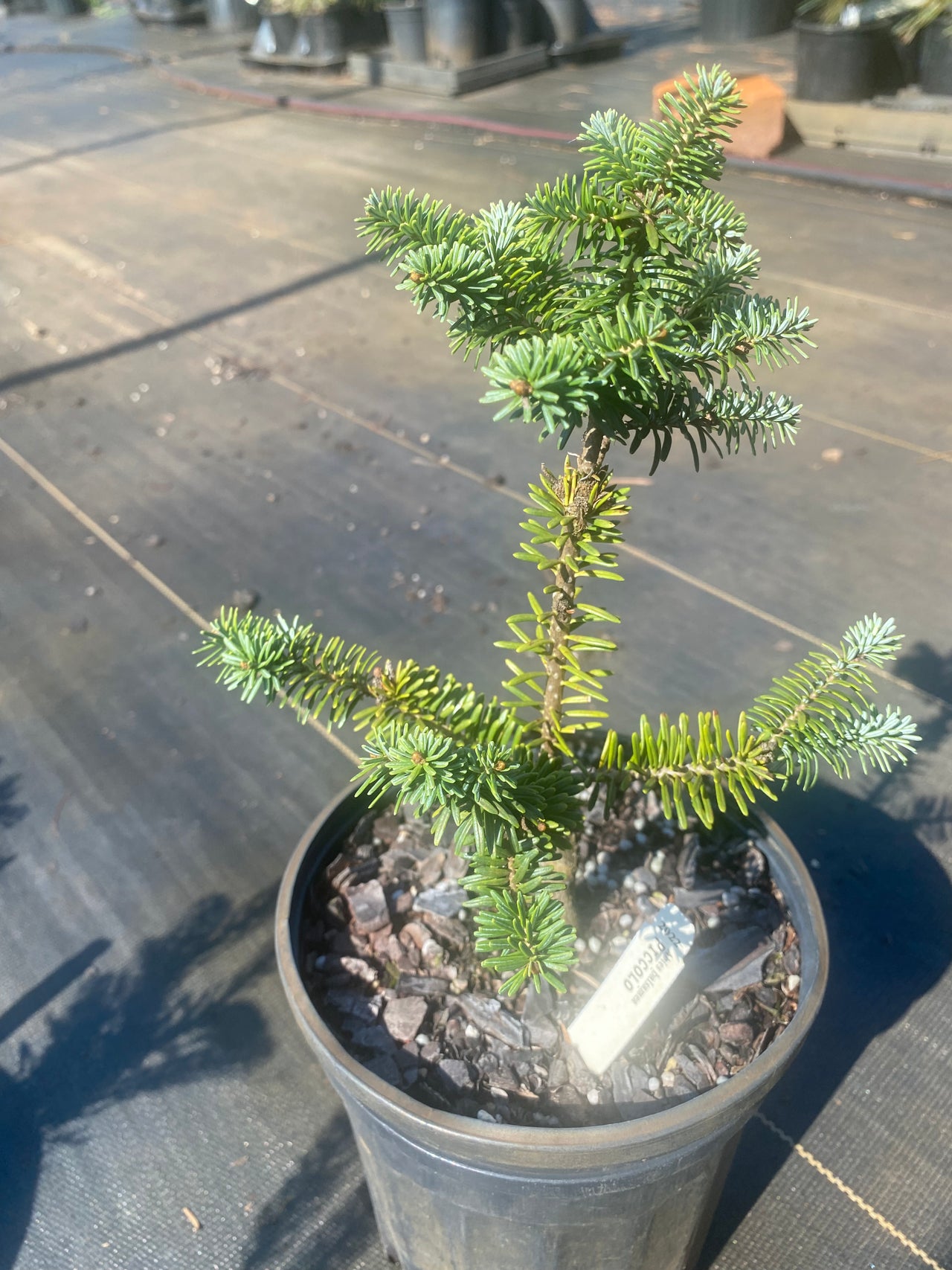 Abies balsamea 'Piccolo' Dwarf Balsam Fir