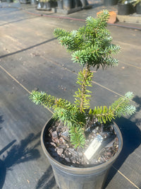 Thumbnail for Abies balsamea 'Piccolo' Dwarf Balsam Fir