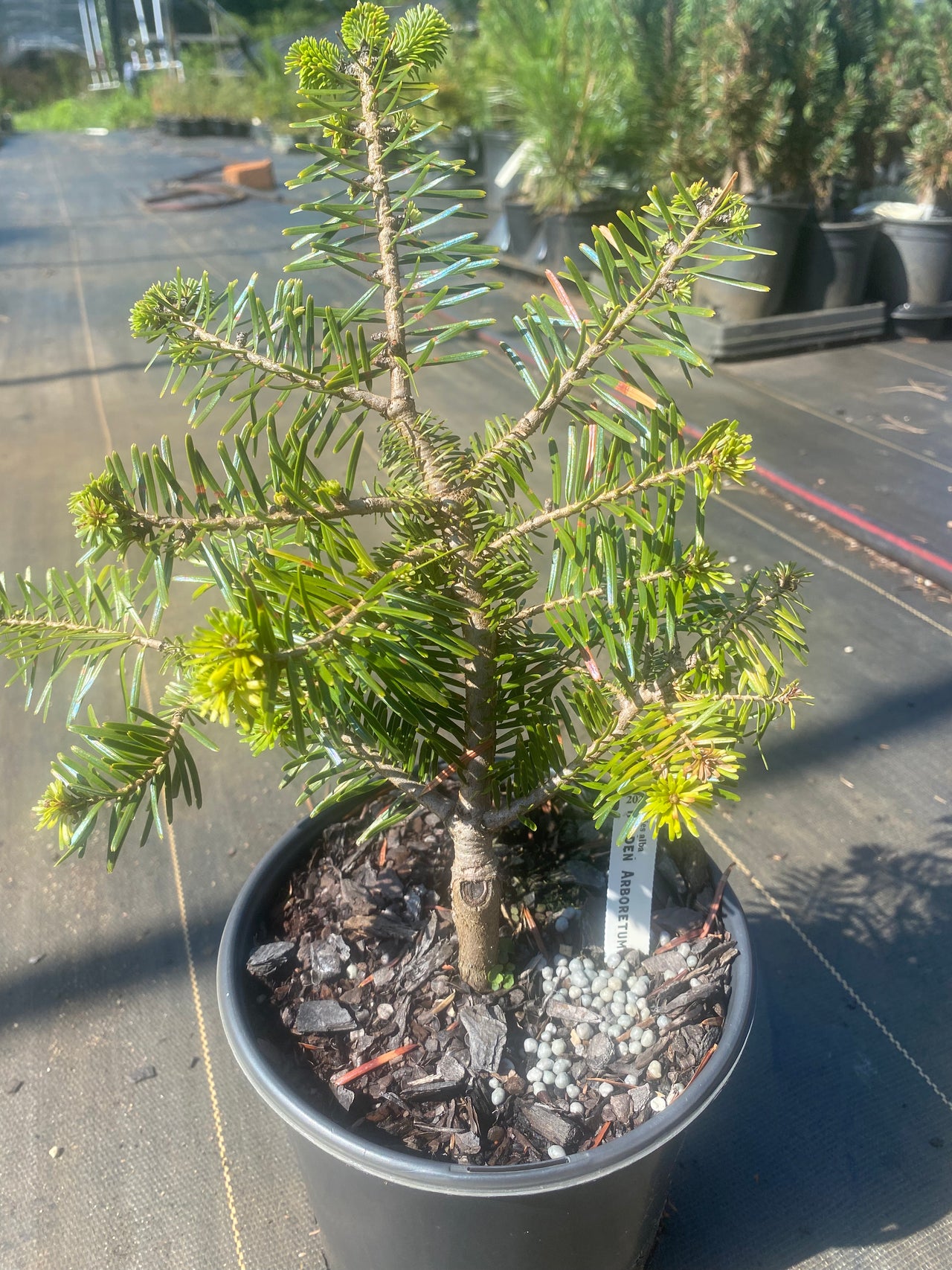 Abies alba 'Holden Arboretum' Silver fir