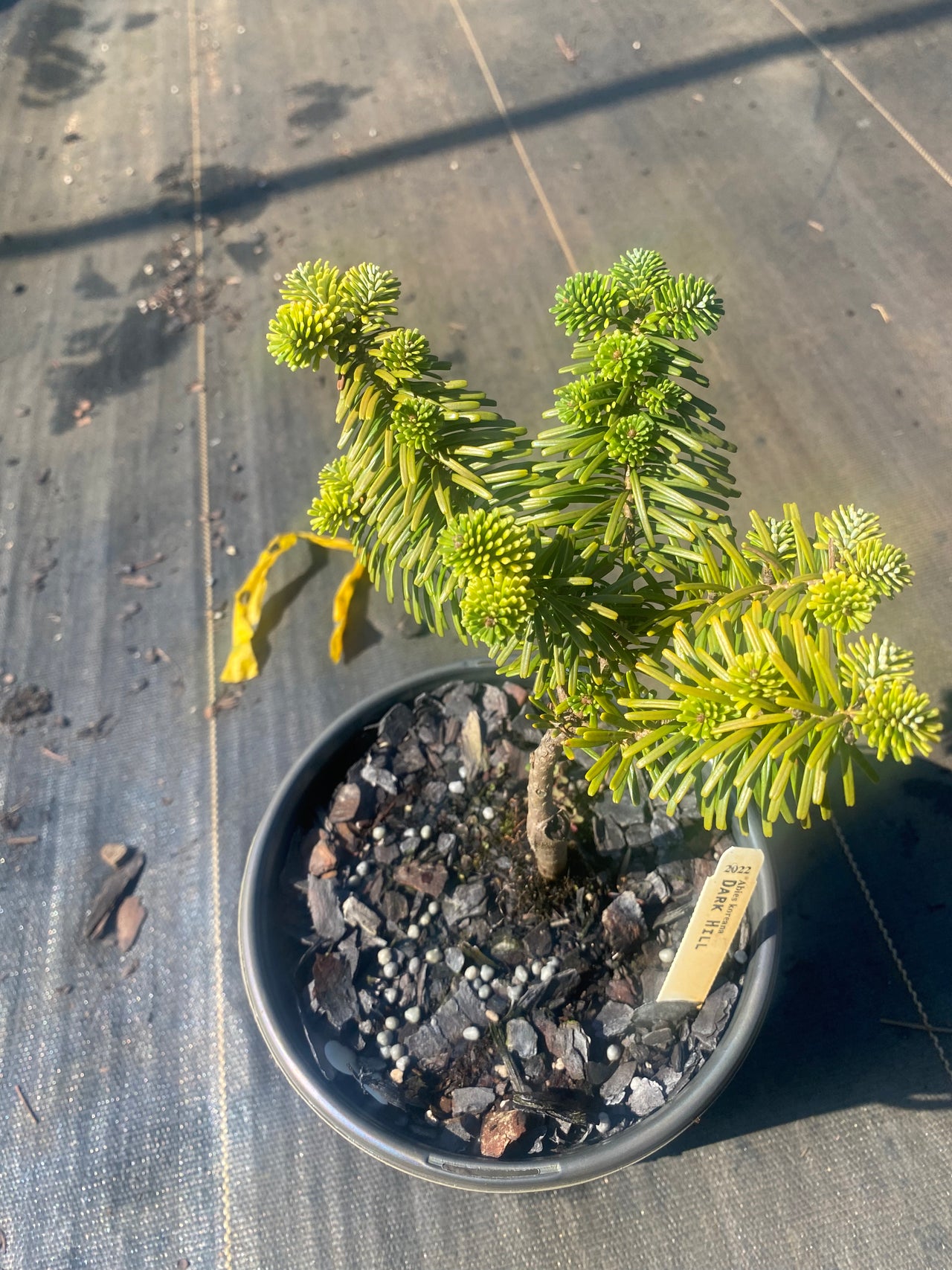 Abies koreana 'Dark Hill' Korean Fir