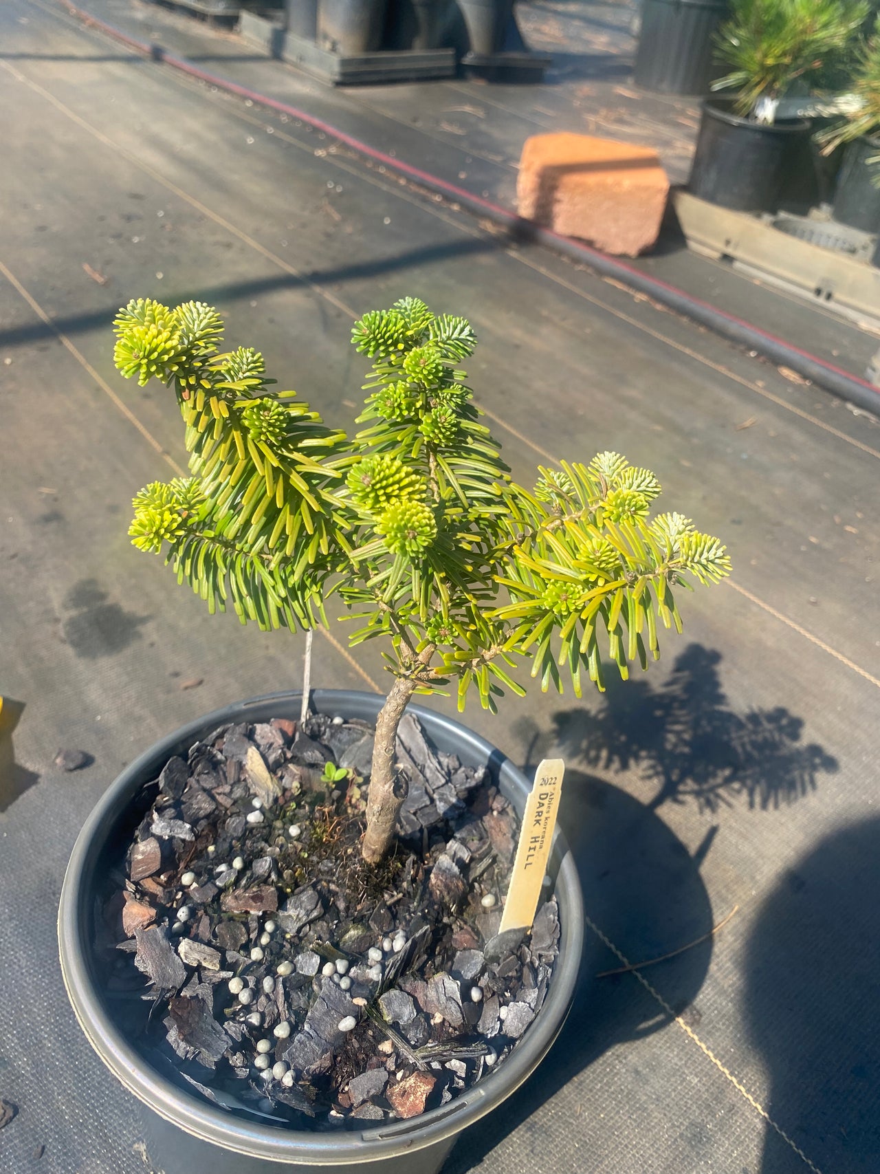 Abies koreana 'Dark Hill' Korean Fir