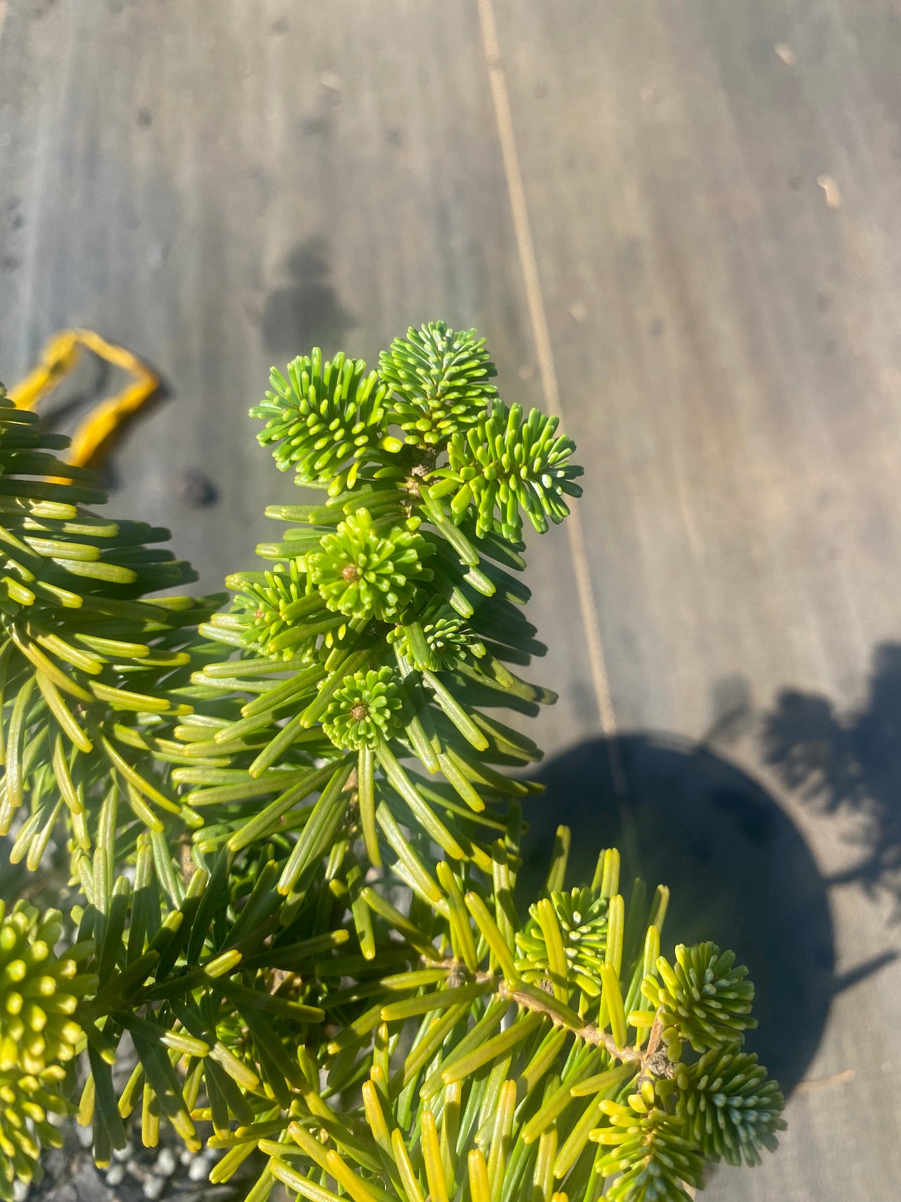 Abies koreana 'Dark Hill' Korean Fir