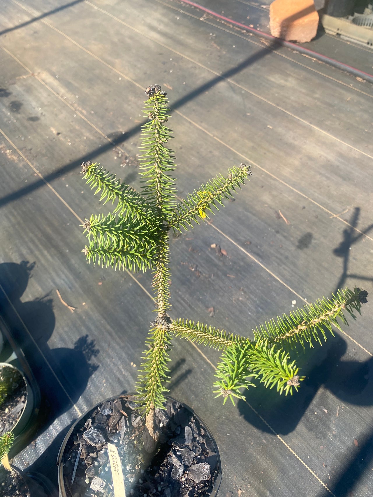 Abies pinsapo 'Glauca'