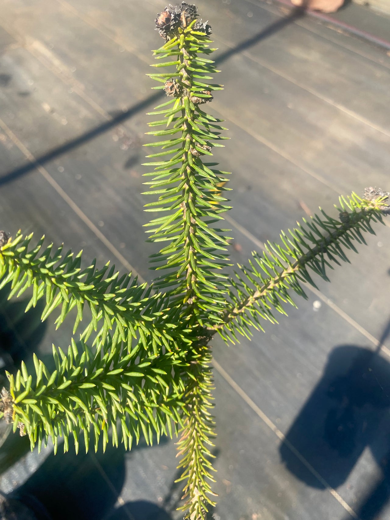 Abies pinsapo 'Glauca'