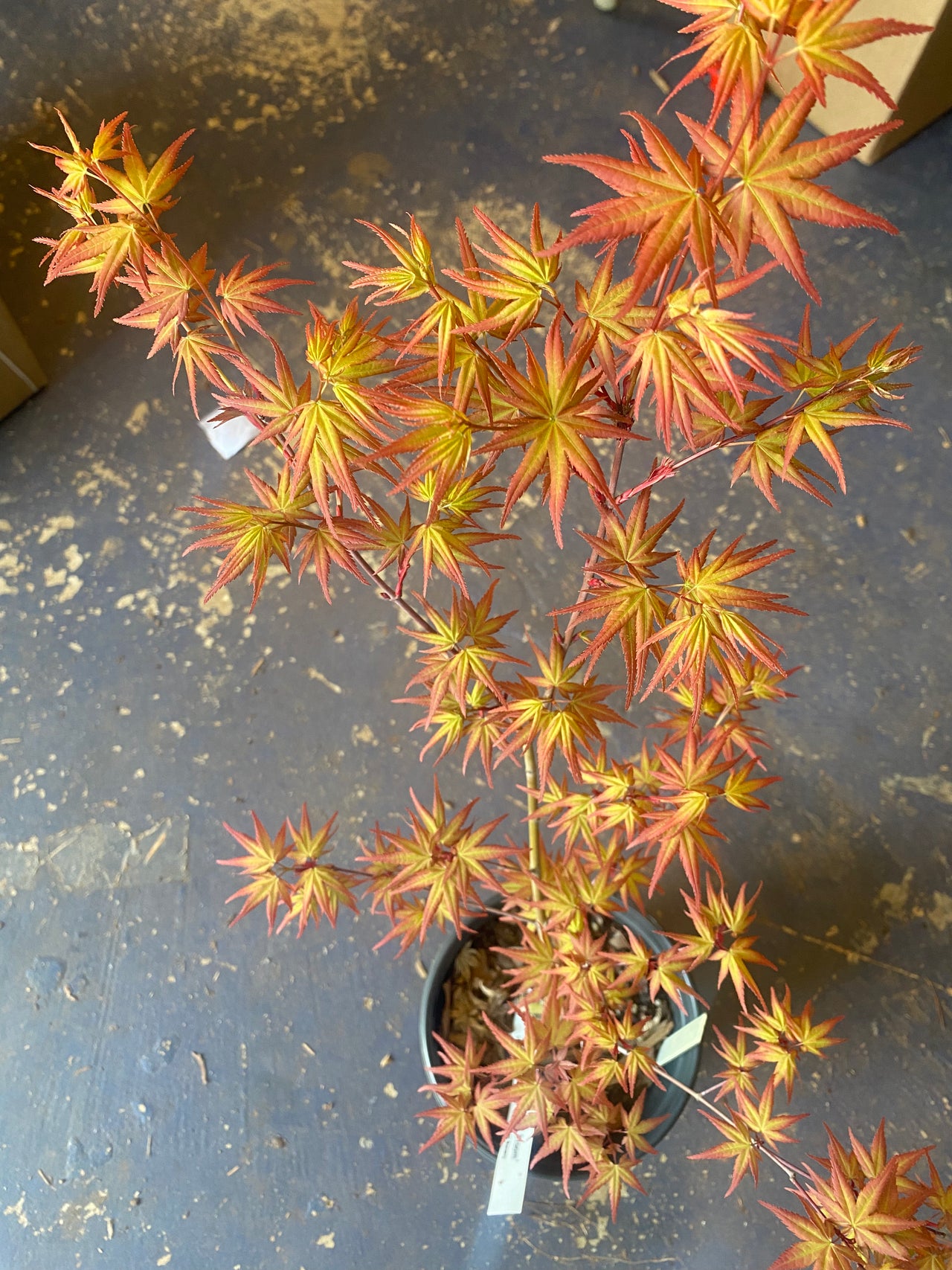 Acer palmatum 'Mac's Broom' Dwarf Japanese Maple