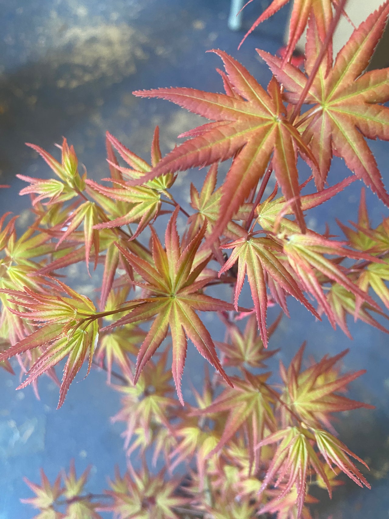 Acer palmatum 'Mac's Broom' Dwarf Japanese Maple