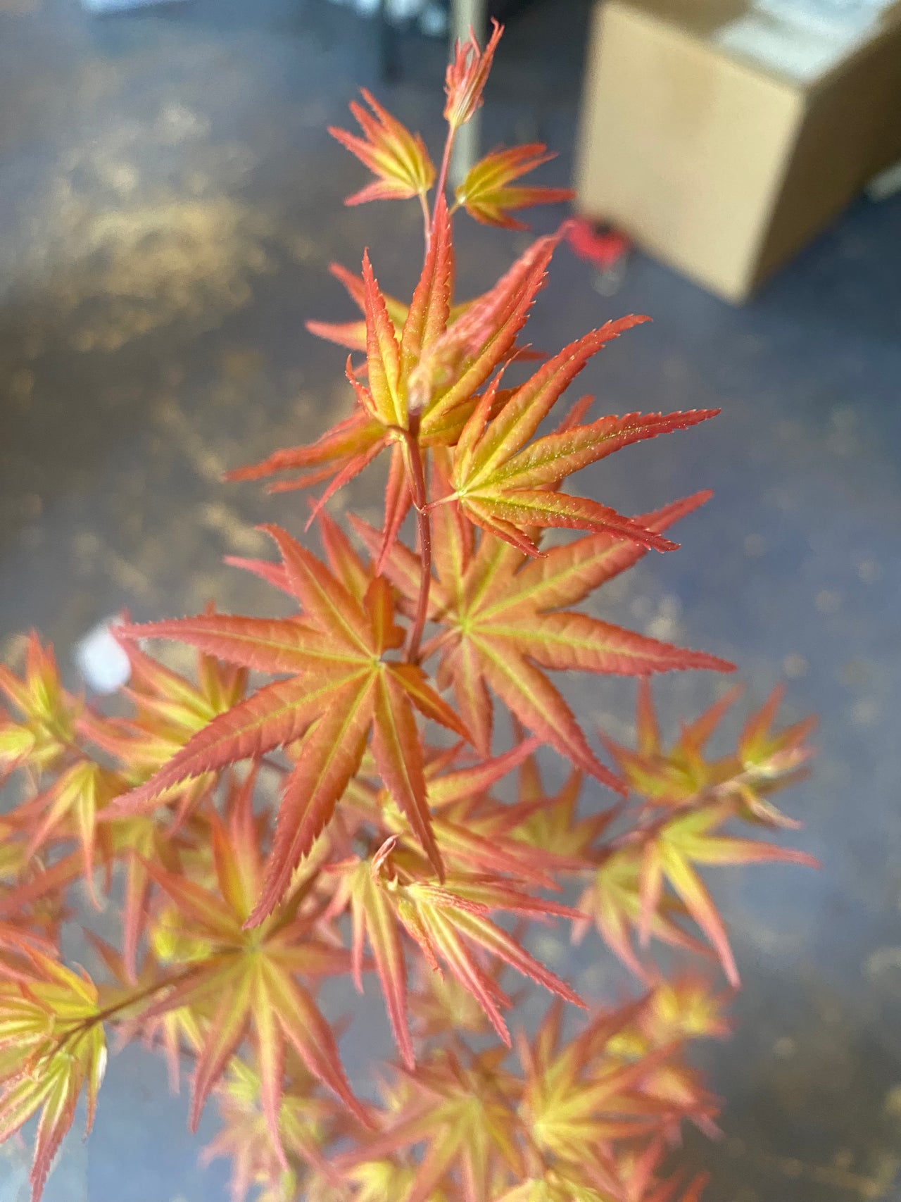 Acer palmatum 'Mac's Broom' Dwarf Japanese Maple