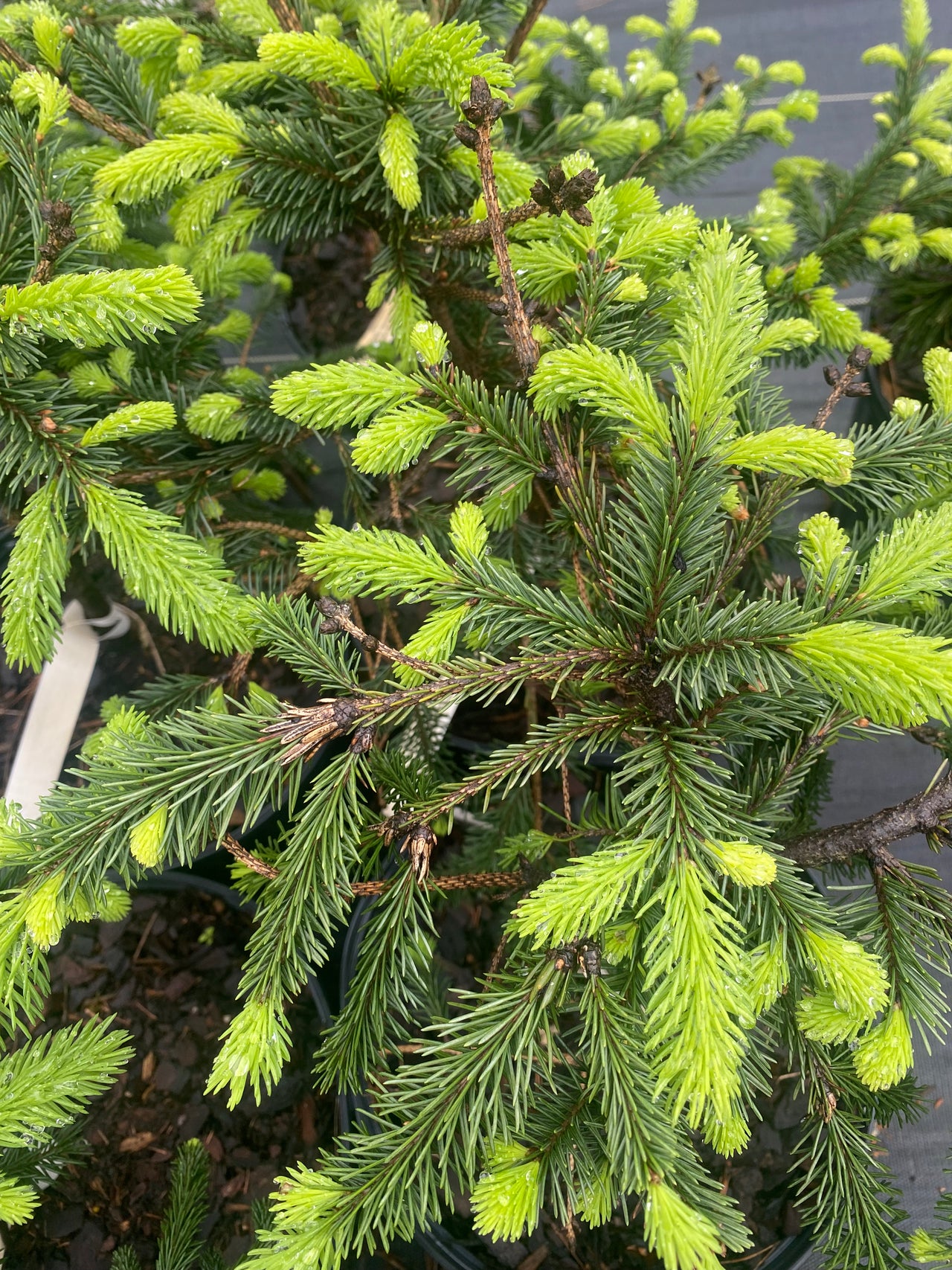 Picea abies 'Farnsburg' Norway Spruce