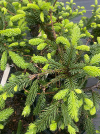 Thumbnail for Picea abies 'Farnsburg' Norway Spruce