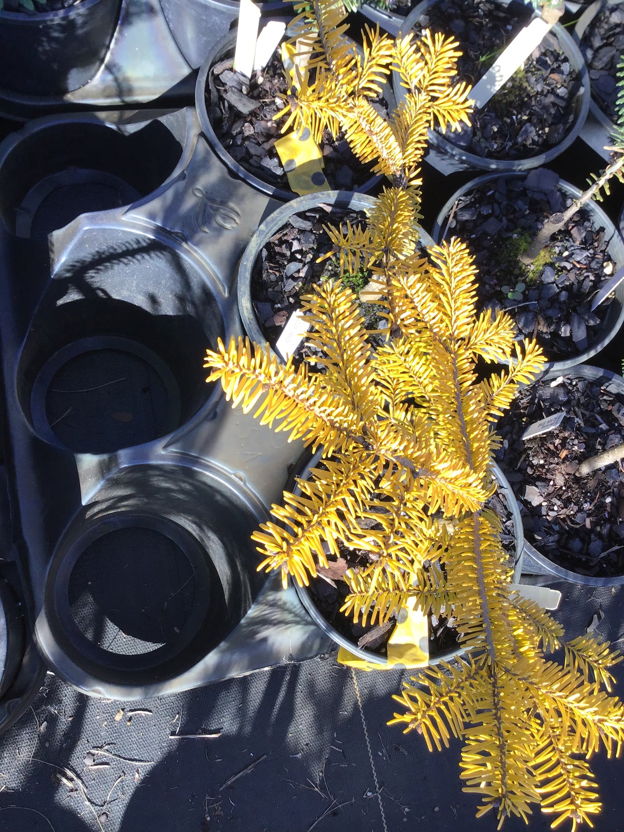 Abies nordmanniana 'Golden Spreader'