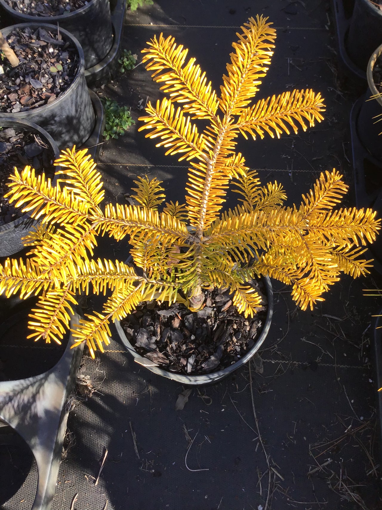 Abies nordmanniana 'Golden Spreader'