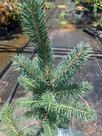 Thumbnail for Picea pungens 'Glauca'