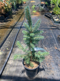 Thumbnail for Picea pungens 'Glauca'