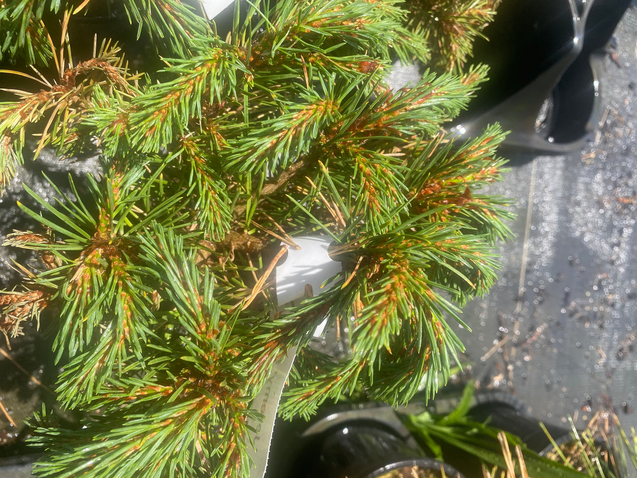 Pinus sylvestris 'Jeremy' Dwarf Scotch Pine